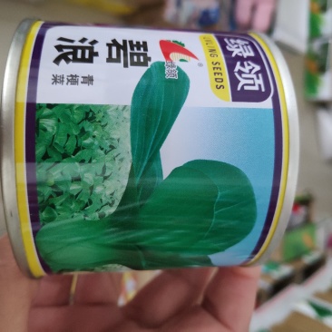绿领碧浪青梗菜种子早生矮脚束腰叶片鲜绿叶柄扁绿株型优美
