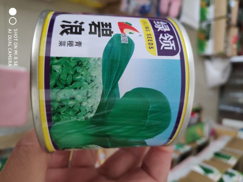 绿领碧浪青梗菜种子早生矮脚束腰叶片鲜绿叶柄扁绿株型优美