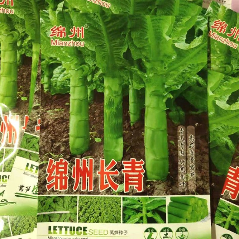 绵州长青莴笋种子青皮青肉圆叶高产抗病耐寒包邮