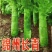 绵州长青莴笋种子青皮青肉圆叶高产抗病耐寒包邮