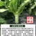 绵州长青莴笋种子青皮青肉圆叶高产抗病耐寒包邮
