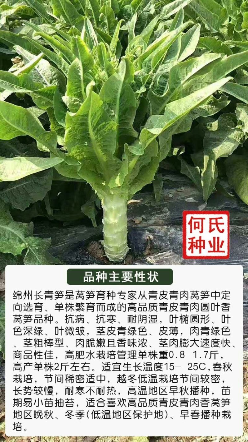 绵州长青莴笋种子青皮青肉圆叶高产抗病耐寒包邮