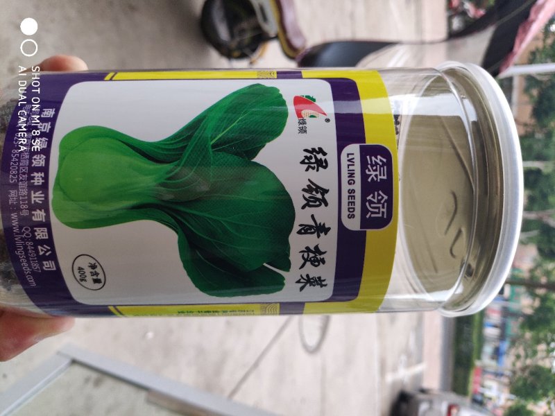 绿领青梗菜种子早生矮脚型耐热耐湿性好叶柄扁绿株型优美