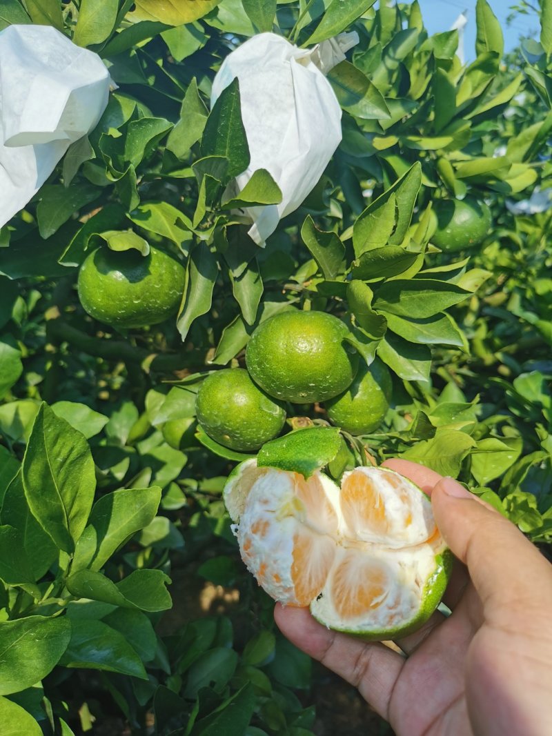 2024年桂林特早蜜桔，早熟蜜桔，甜蜜多汁，皮薄肉脆色靓