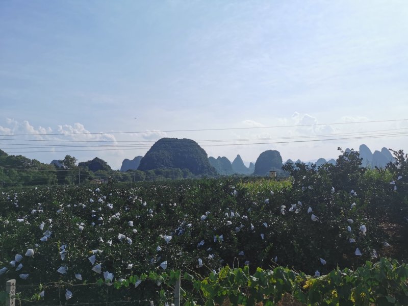 2024年桂林特早蜜桔，早熟蜜桔，甜蜜多汁，皮薄肉脆色靓