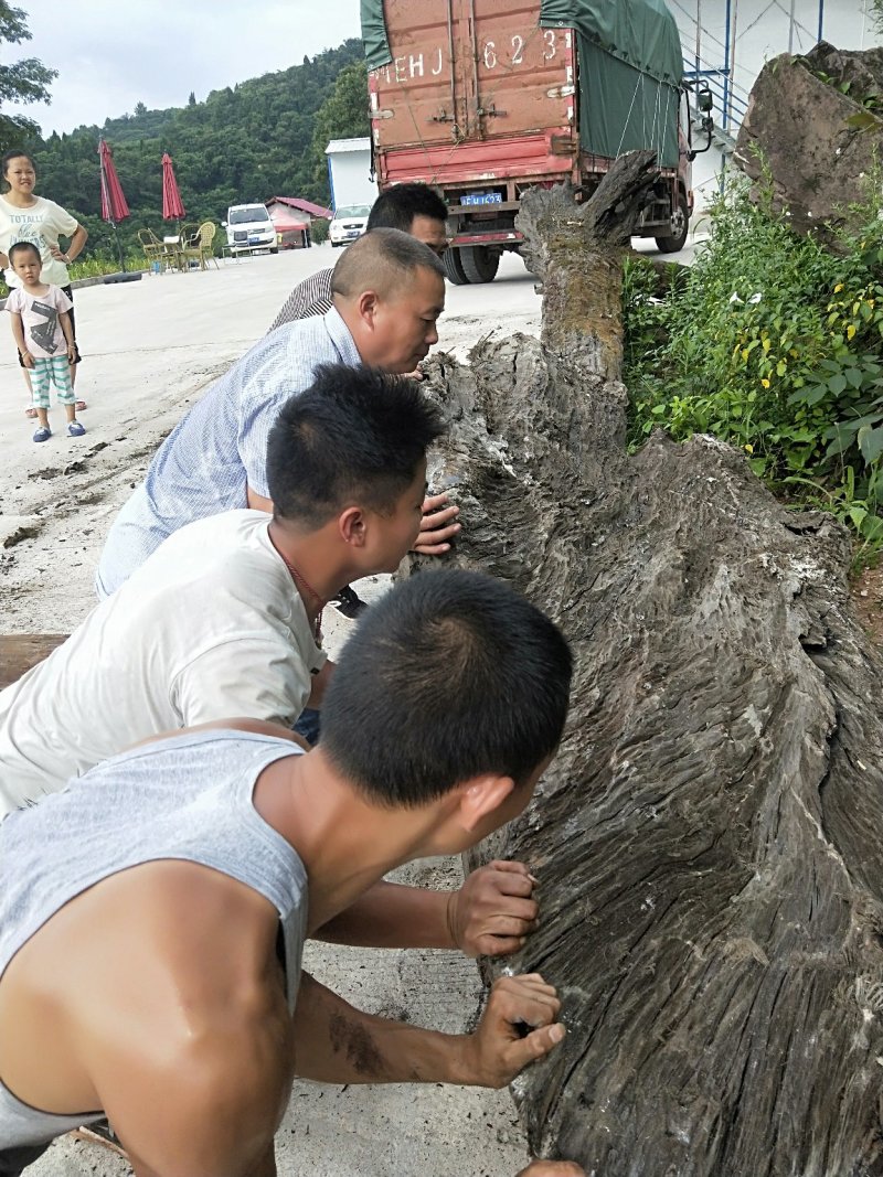 真的处理金丝楠木乌木，有花纹。