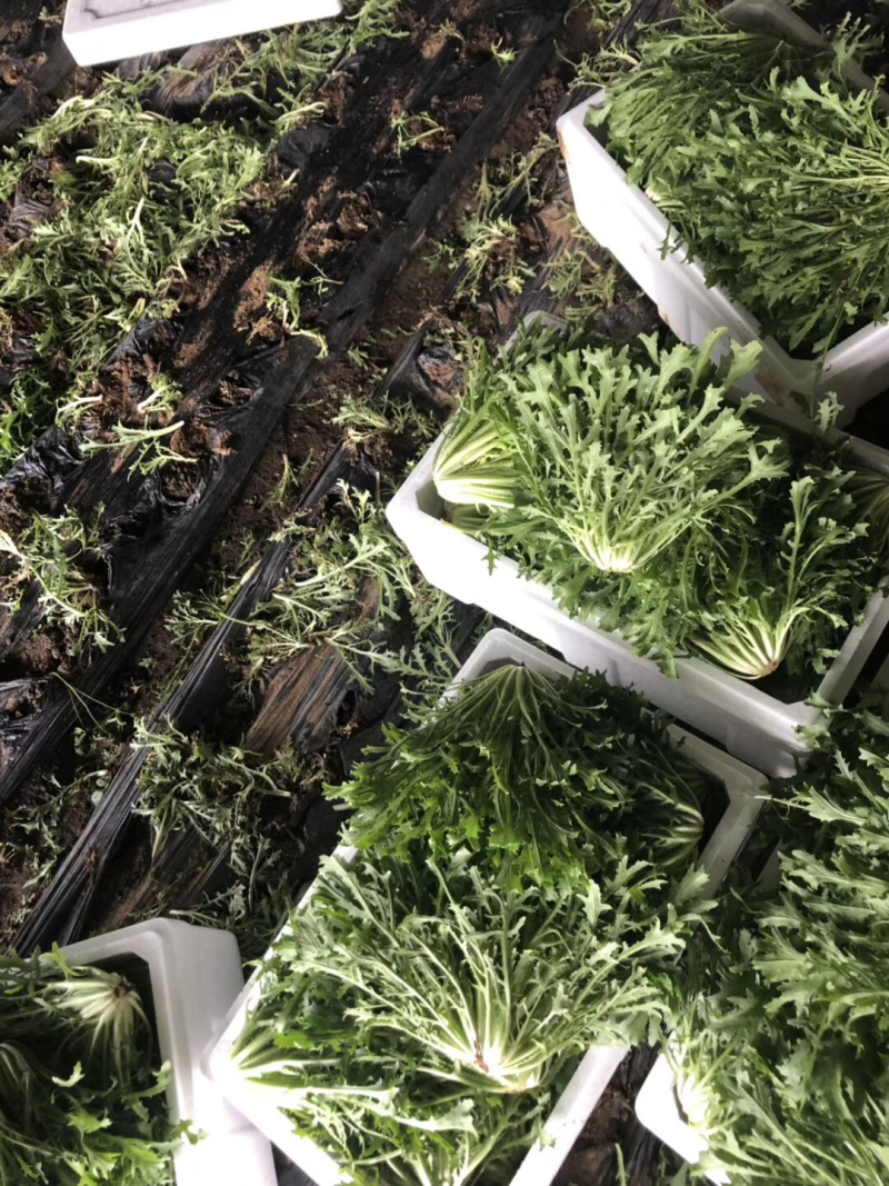 精品苦菊