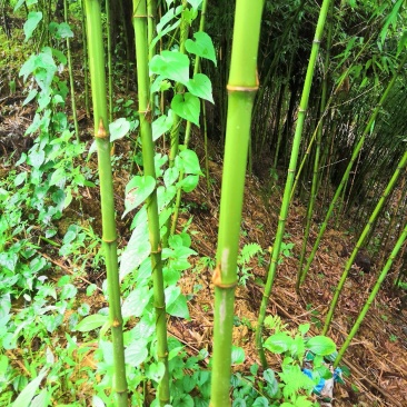 刺竹！石竹！苦竹！罗汉竹！