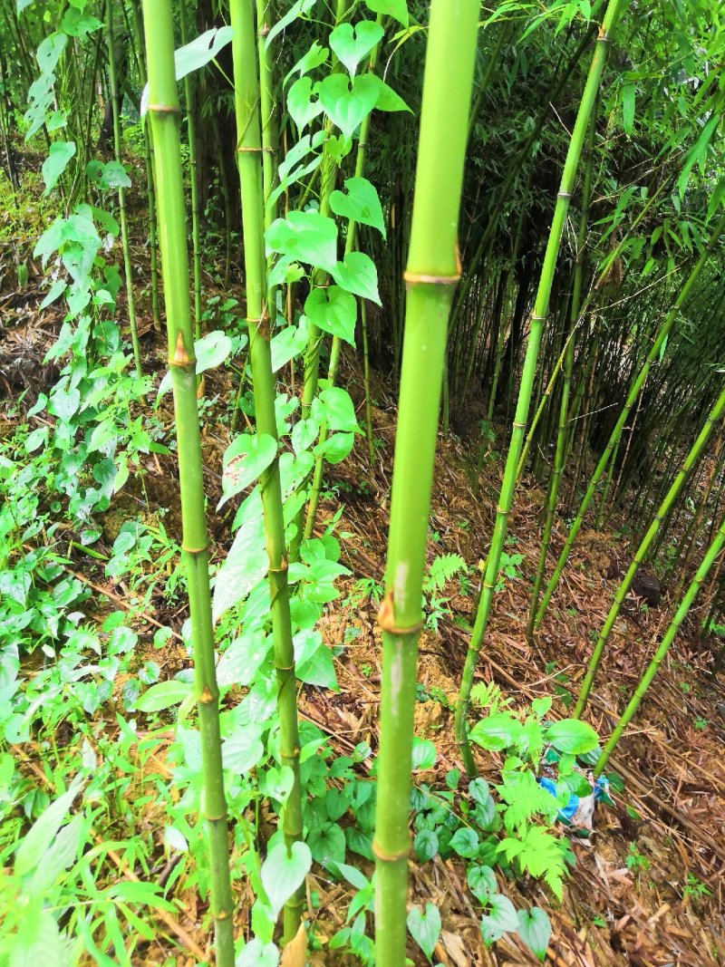 刺竹！石竹！苦竹！罗汉竹！