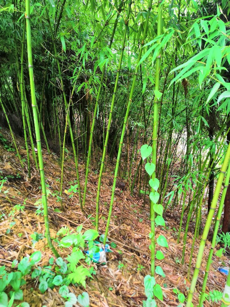 刺竹！石竹！苦竹！罗汉竹！