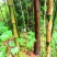 刺竹