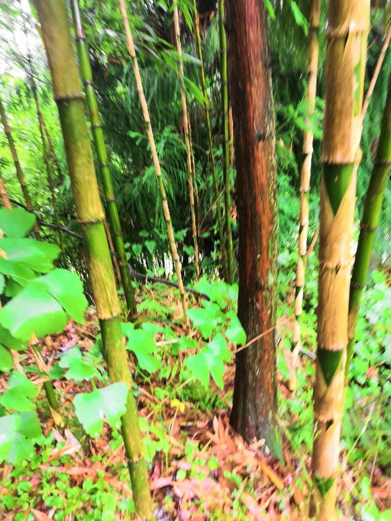 刺竹