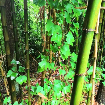 刺竹