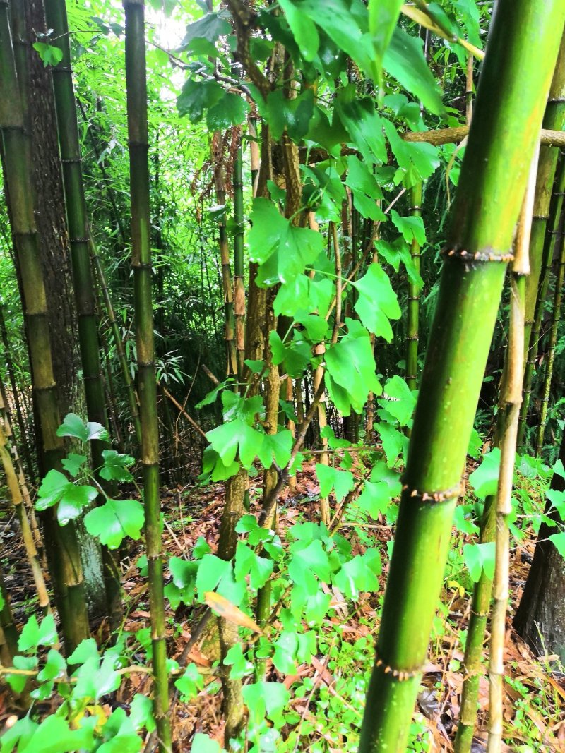 刺竹