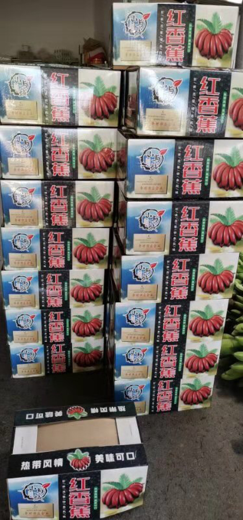 红香蕉基地大量供应链欢迎对接一件代发日供量1万