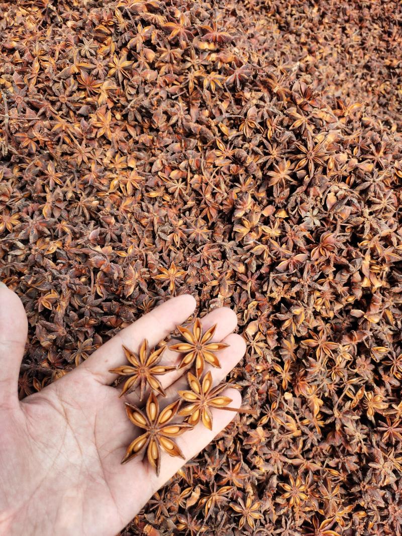 春花水烫果全广西玉林干货八角大料各种规格春花果，质优