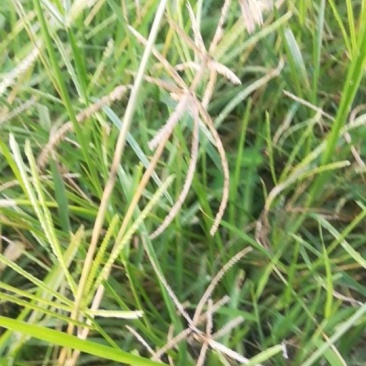 正宗野生牛筋草