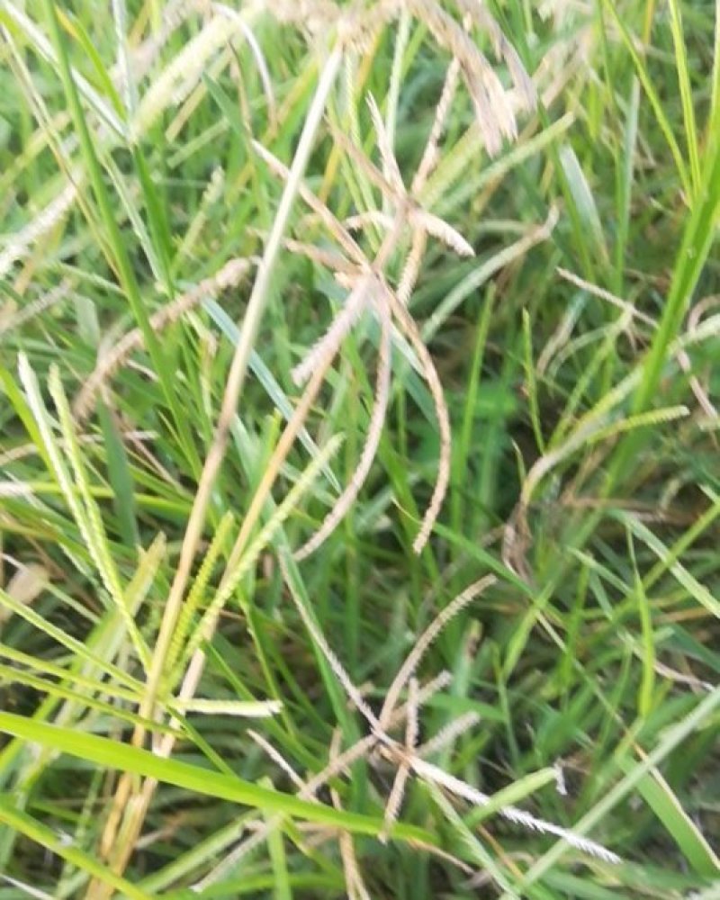 正宗野生牛筋草