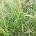 正宗野生牛筋草