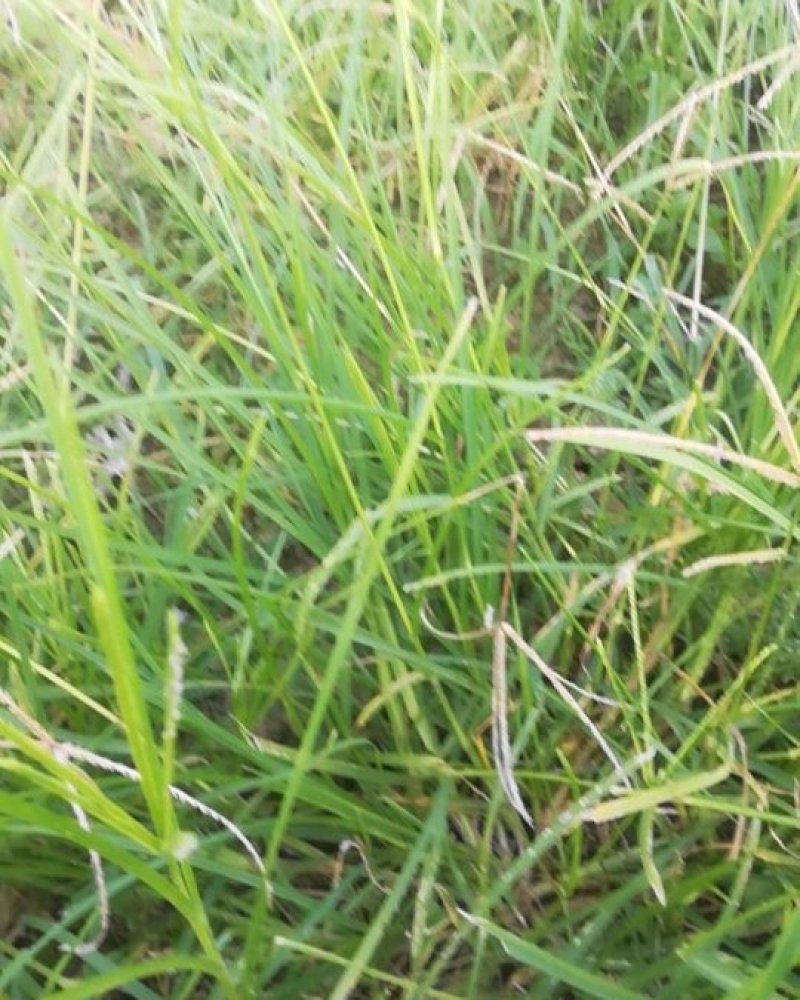 正宗野生牛筋草