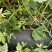 栾城黑皮冬瓜