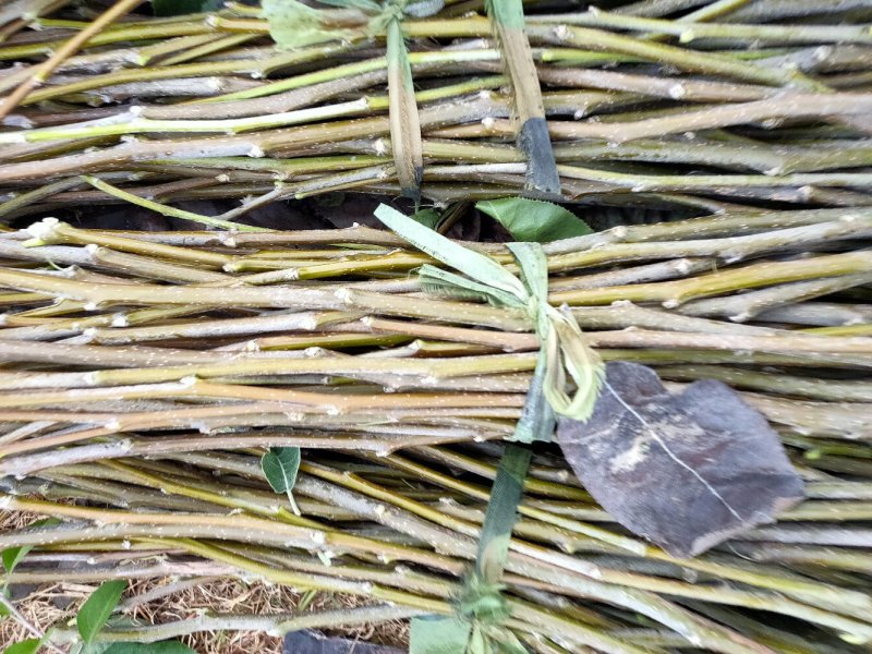 梨苗嫁接接穗，品种齐全量大优惠，纯度保证，基地直发。