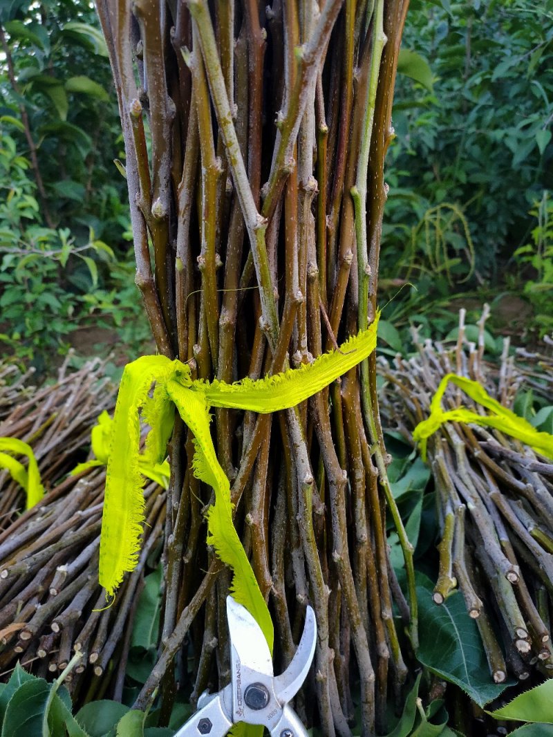 梨苗嫁接接穗，品种齐全量大优惠，纯度保证，基地直发。