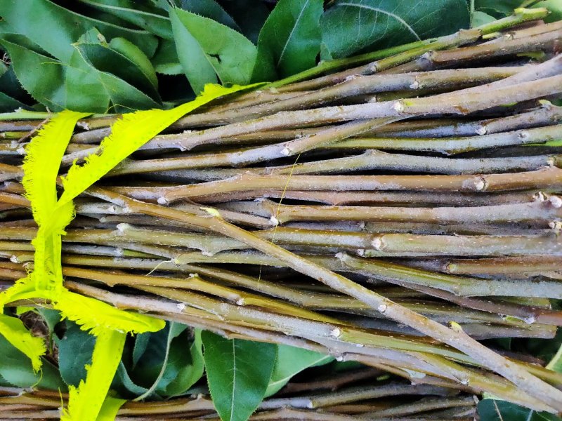 梨苗嫁接接穗，品种齐全量大优惠，纯度保证，基地直发。