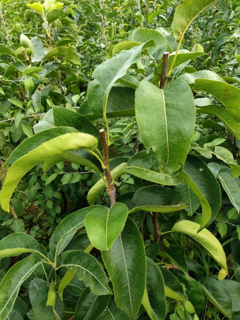 梨苗嫁接接穗，品种齐全量大优惠，纯度保证，基地直发。