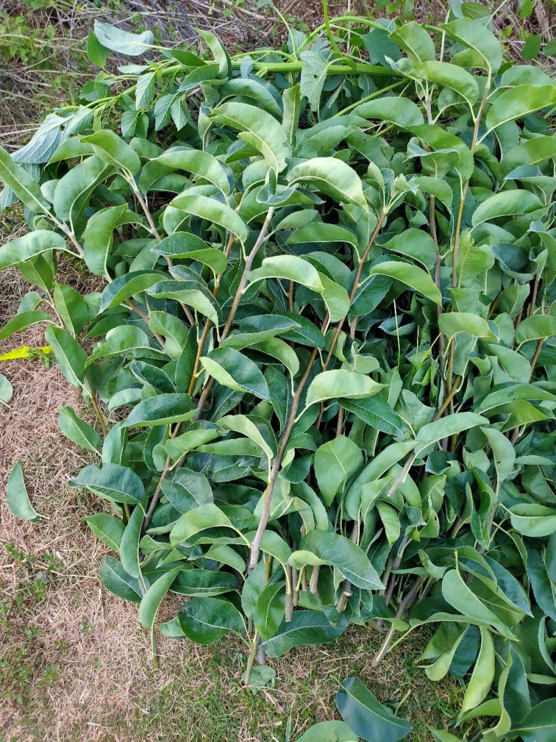 梨苗嫁接接穗，品种齐全量大优惠，纯度保证，基地直发。