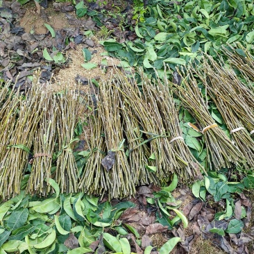 梨苗嫁接接穗，品种齐全量大优惠，纯度保证，基地直发。