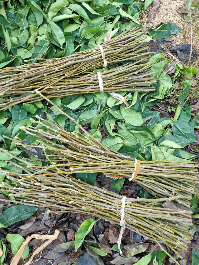 梨苗嫁接接穗，品种齐全量大优惠，纯度保证，基地直发。