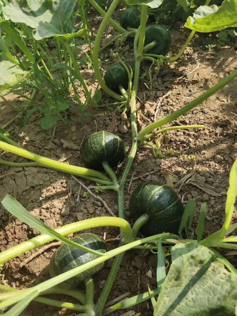 日本贝贝南瓜