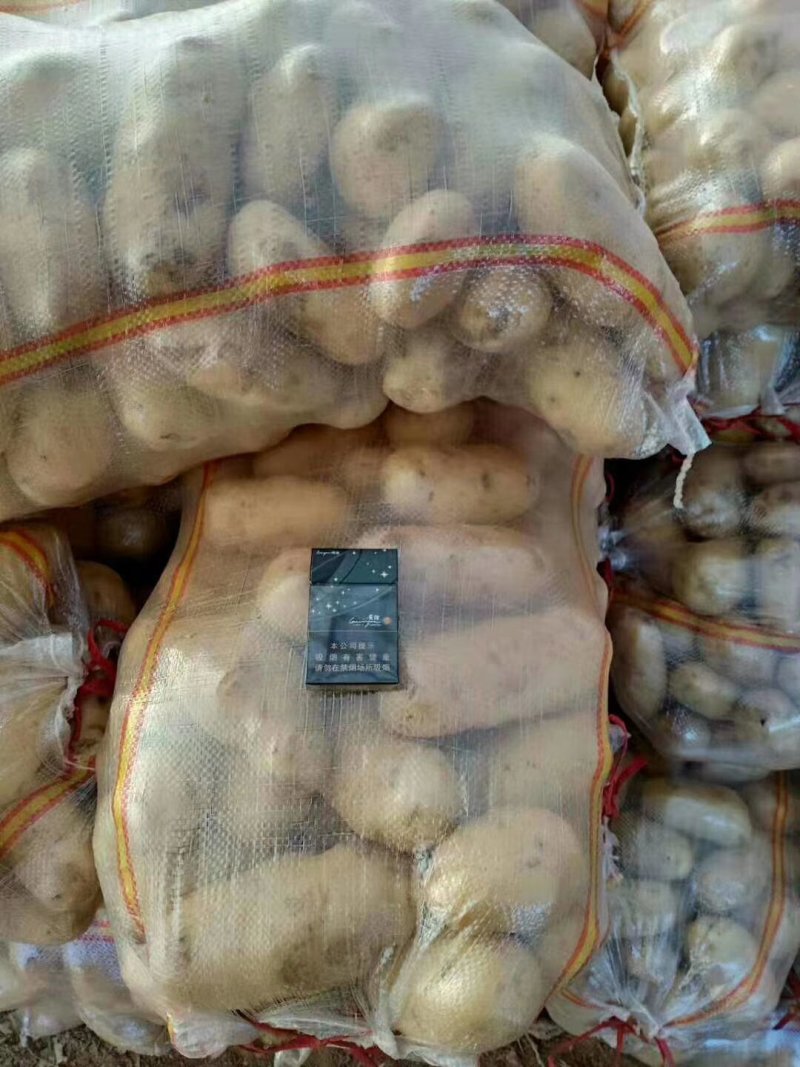 山东冷库黄心土豆V7土豆荷兰十五沃土豆大量出库全国发货