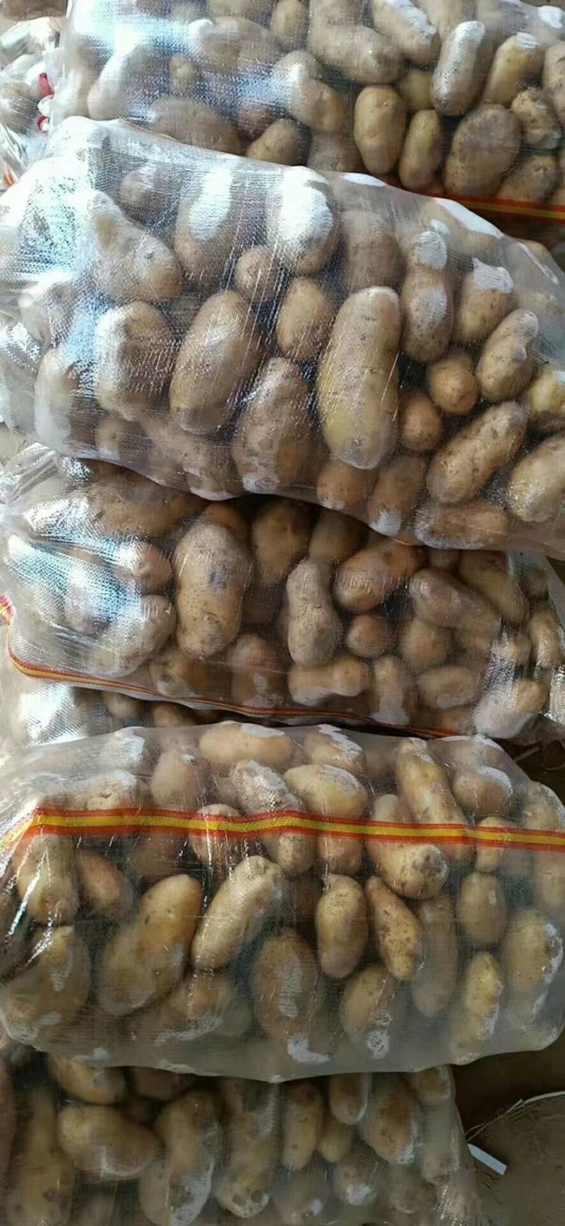 山东冷库黄心土豆V7土豆荷兰十五沃土豆大量出库全国发货