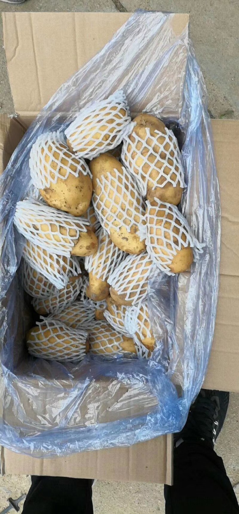 山东冷库黄心土豆V7土豆荷兰十五沃土豆大量出库全国发货