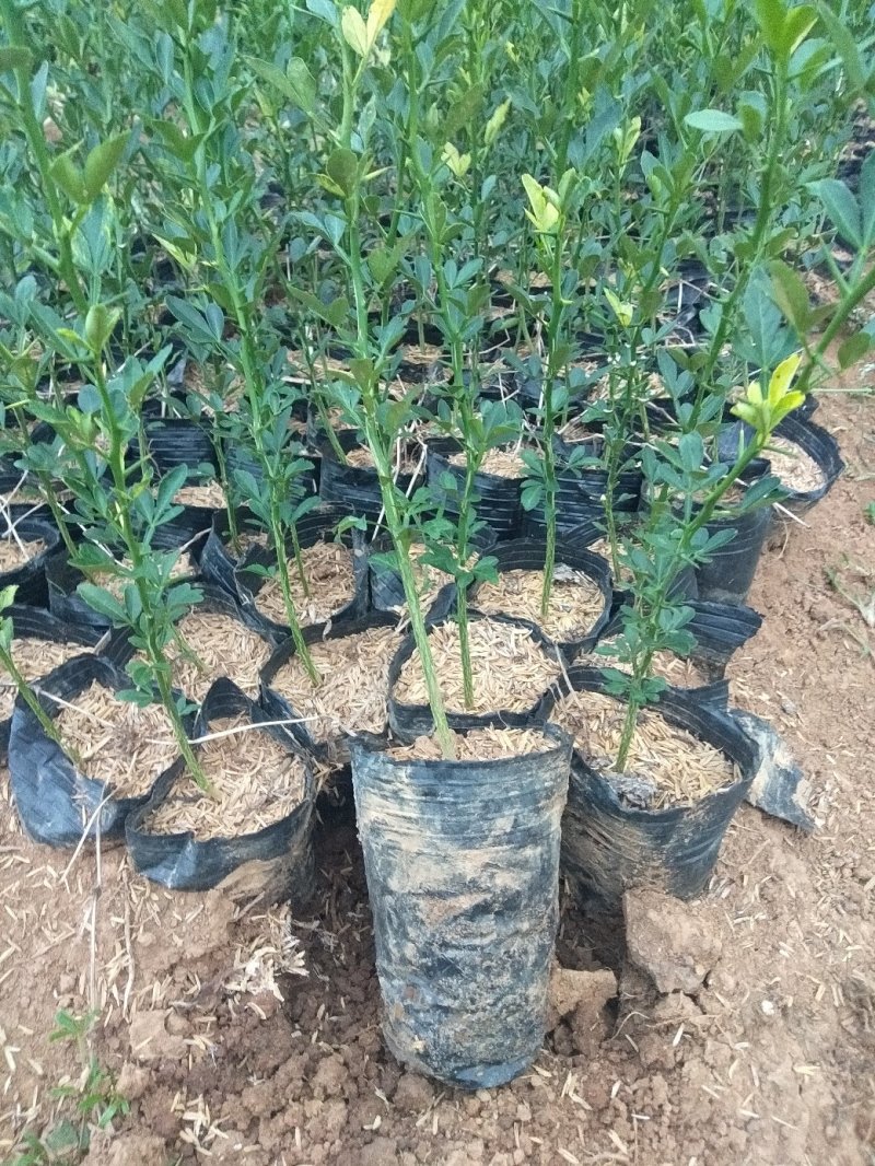 脐橙杯苗柑橘杯苗30公分以上