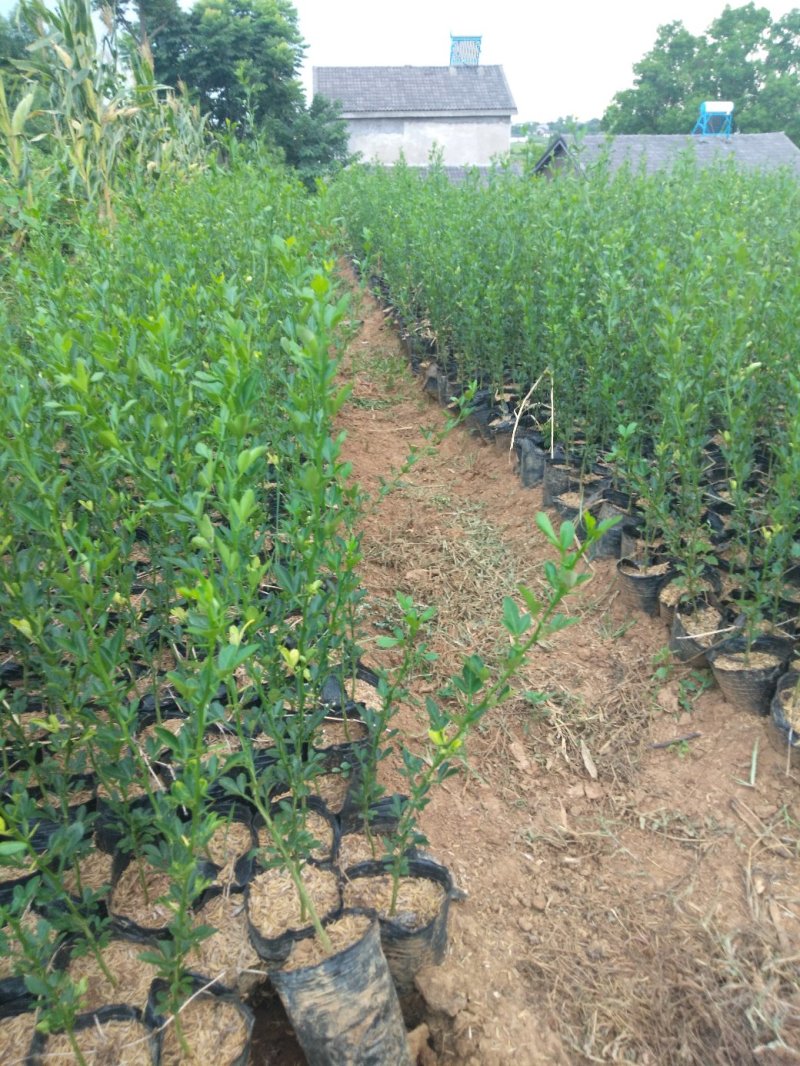 脐橙杯苗柑橘杯苗30公分以上
