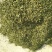 猴耳环（原料）