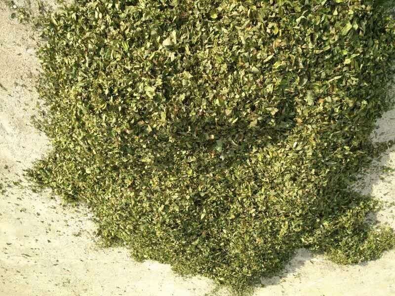 猴耳环（原料）