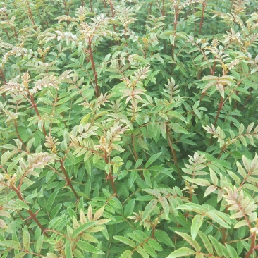 大红袍花椒苗贡椒苗红花椒苗大量出售技术服务三证一签