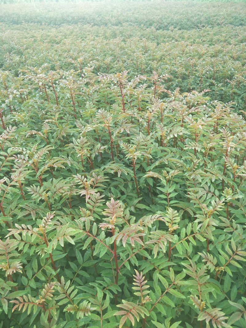 大红袍花椒苗贡椒苗红花椒苗大量出售技术服务三证一签