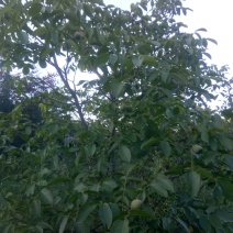 核桃大量上市，要买的下订单了，