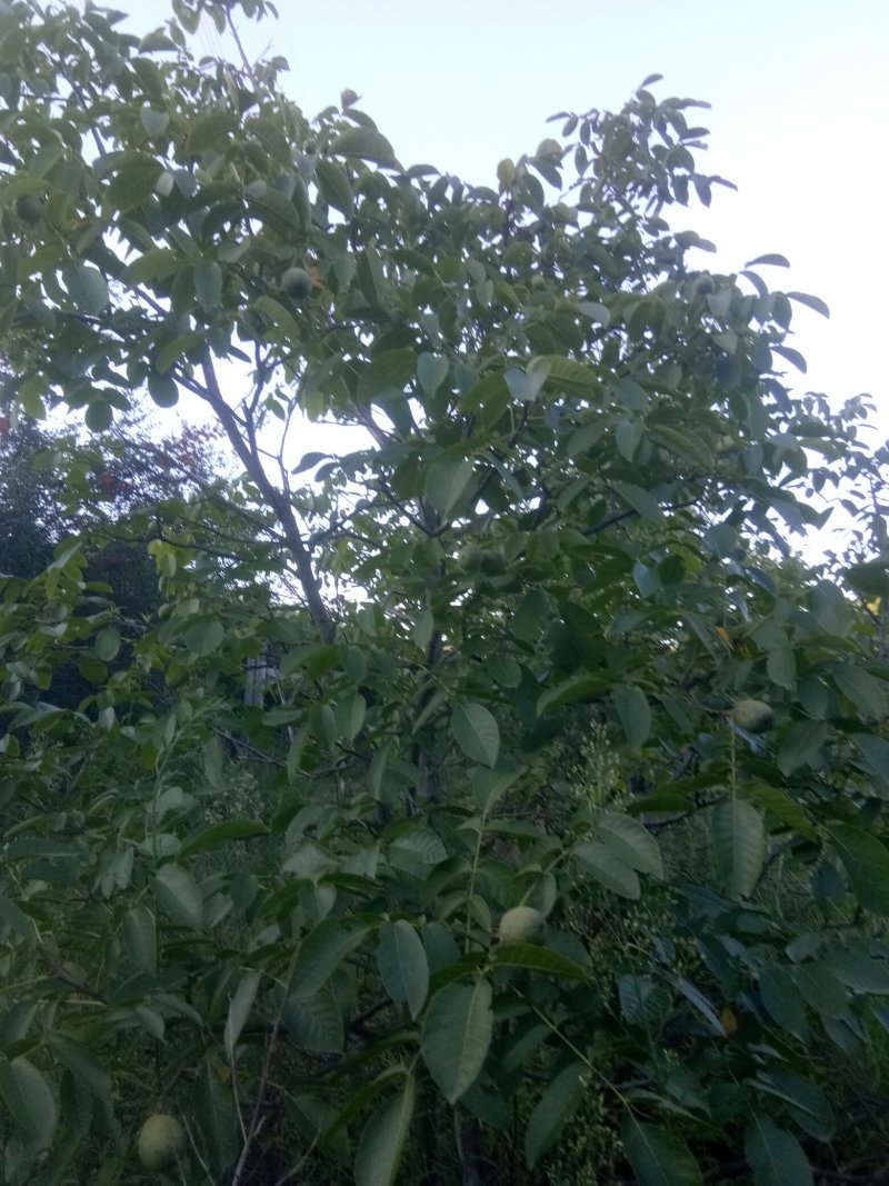核桃大量上市，要买的下订单了，