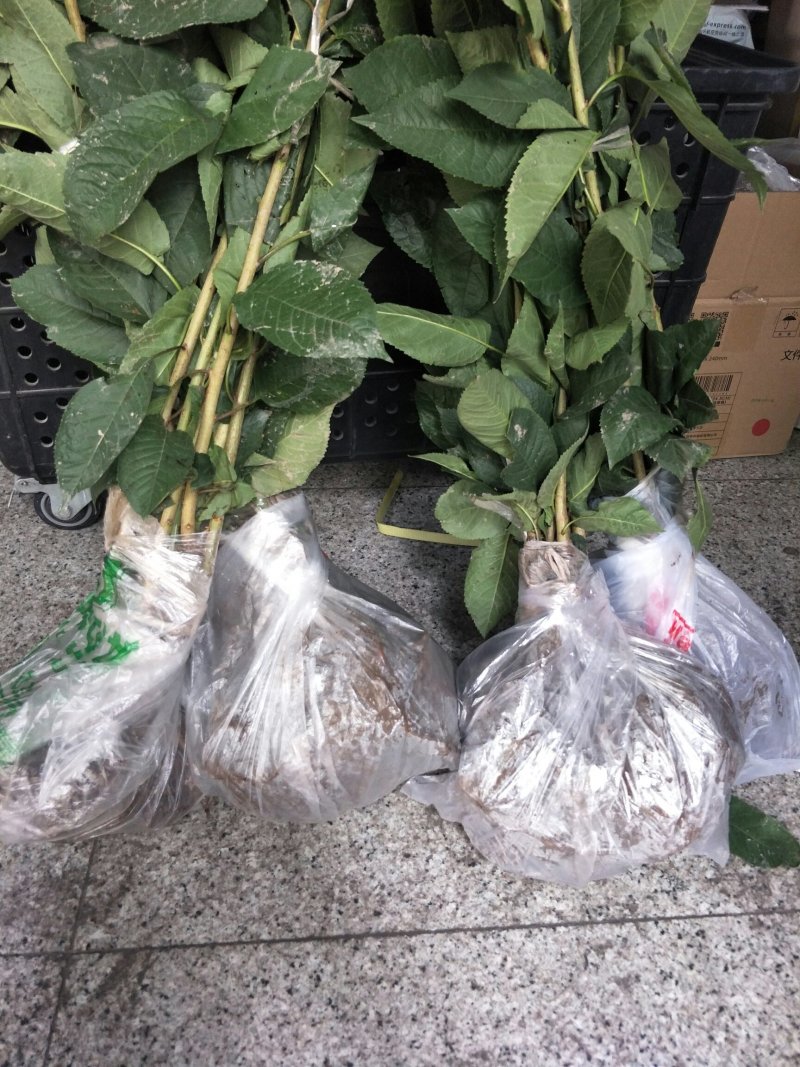 樱桃苗玛瑙红、黑珍珠樱桃苗，根系发达成活率高。