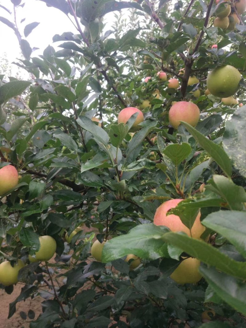 本地产销嘎啦苹果