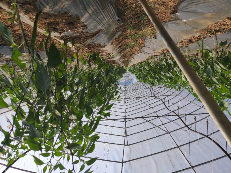 二荆条大棚种植十天后上市