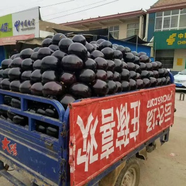 紫光园茄可代发全国市场