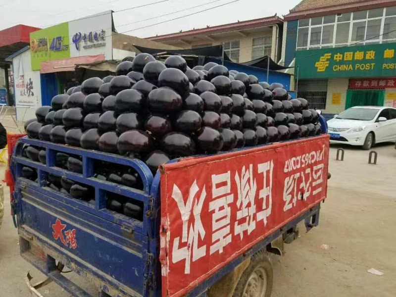 紫光园茄可代发全国市场