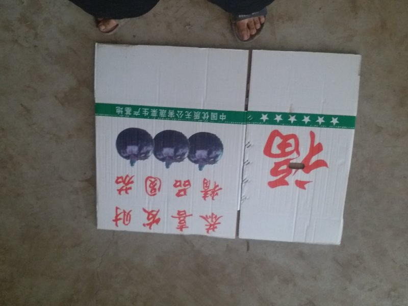 紫光园茄可代发全国市场
